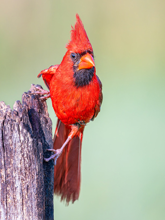 Northern Cardinal
