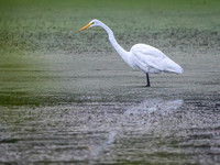 Heron Park 2024-09-01