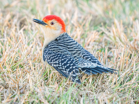 Red-bellied Woodpecker