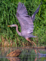 Great Blue Heron