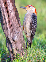 Red-bellied Woodpecker