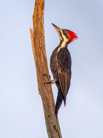 Pileated Woodpecker