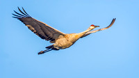 Sandhill Crane