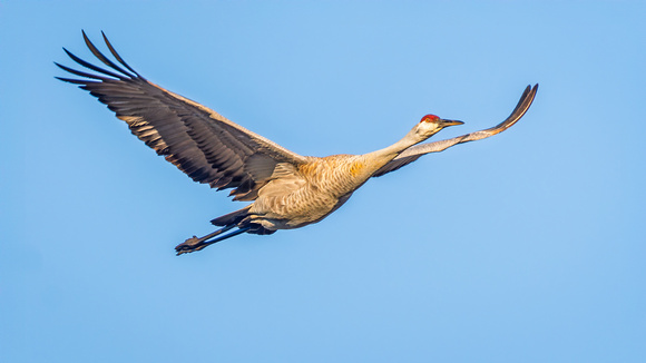 Sandhill Crane