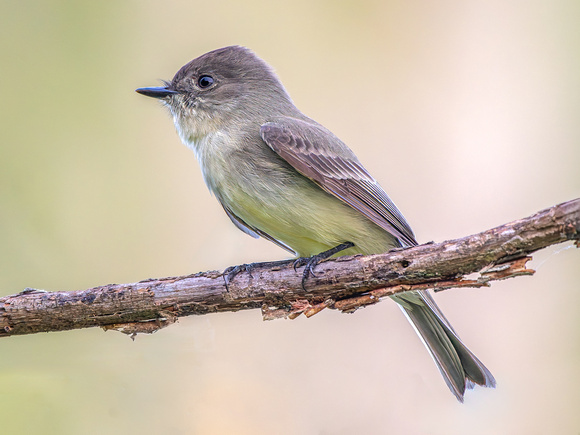 Eastern Phoebe