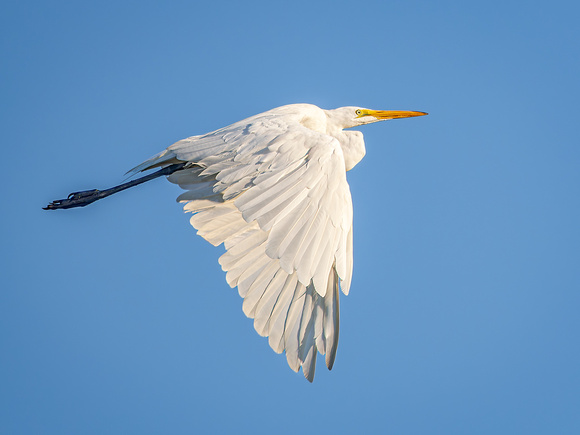 Great Egret