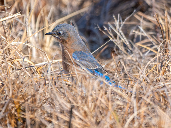 Eastern Bluebird
