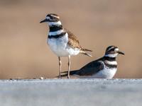 Killdeer