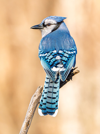 Blue Jay