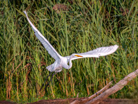 Great Egret
