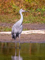 Sandhill Crane