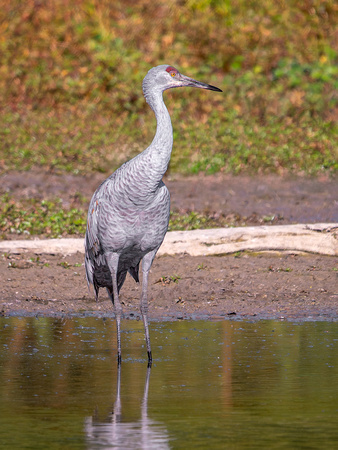 Sandhill Crane