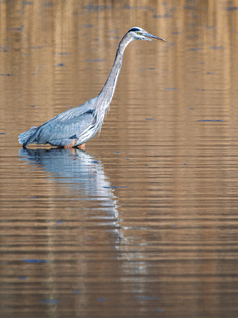 Great Blue Heron