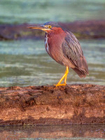 Heron Park 2024-07-26