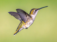 Ruby-throated Hummingbird