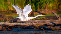 Great Egret
