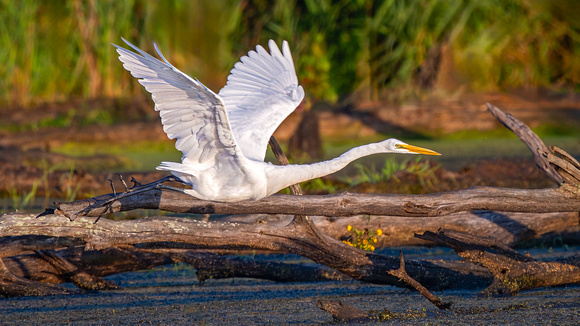 Great Egret