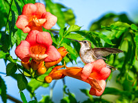 Ruby-throated Hummingbird