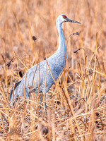 Sandhill Crane