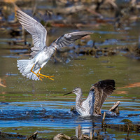 Lesser & Greater Yellowlegs
