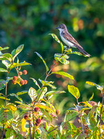 Eastern Kingbird