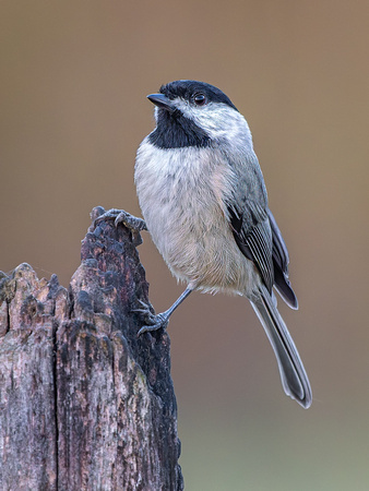 Carolina Chicadee