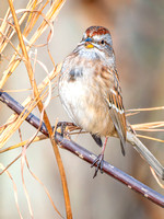 American Tree Sparrow