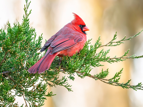 Northern Cardinal