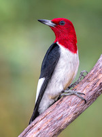 Red-headed Woodpecker