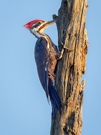 Pileated Woodpecker