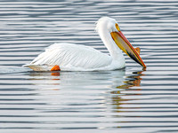 Heron Park 2025-04-10