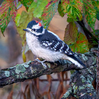 Downy Woodpecker