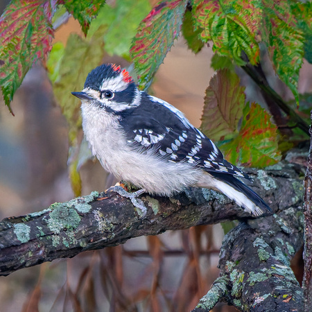 Downy Woodpecker