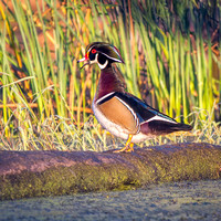 Heron Park 2024-10-03
