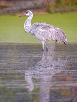 Heron Park 2024-10-17