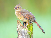 Northern Cardinal