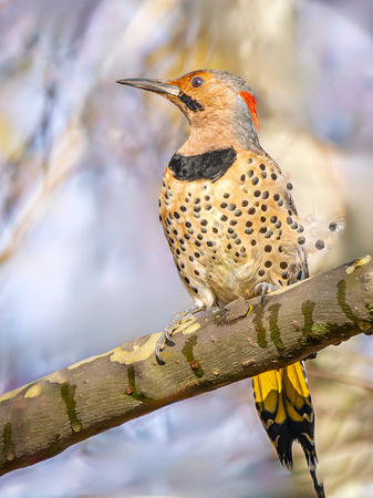 Northern Flicker Yellow-shafted