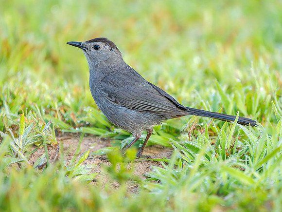 Gray Catbird