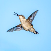 Ruby-throated Hummingbird