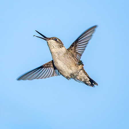 Ruby-throated Hummingbird
