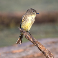 Eastern Phoebe