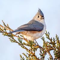Tufted Titmouse