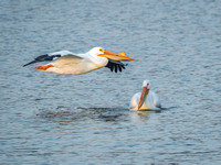 American White Pelican