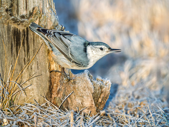White-breasted Nuthatch