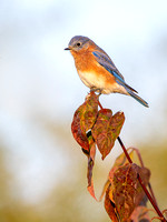 Eastern Bluebird