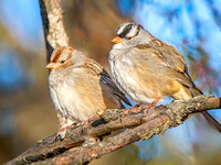 White-crowned Sparrow