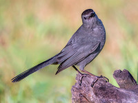 Gray Catbird