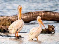 American White Pelican