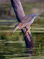 Green Heron
