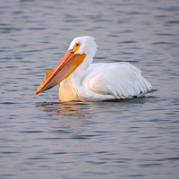 American White Pelican